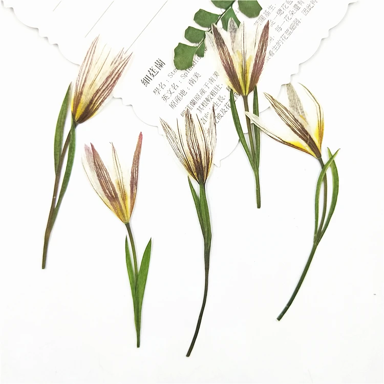 24ks,Přírodní Lisované Malé Květy Lilie Skutečné Sušené Květiny pro DIY Umění Řemesla Záložku Dárek Nehty Dekorace DIY vzorků rostlin